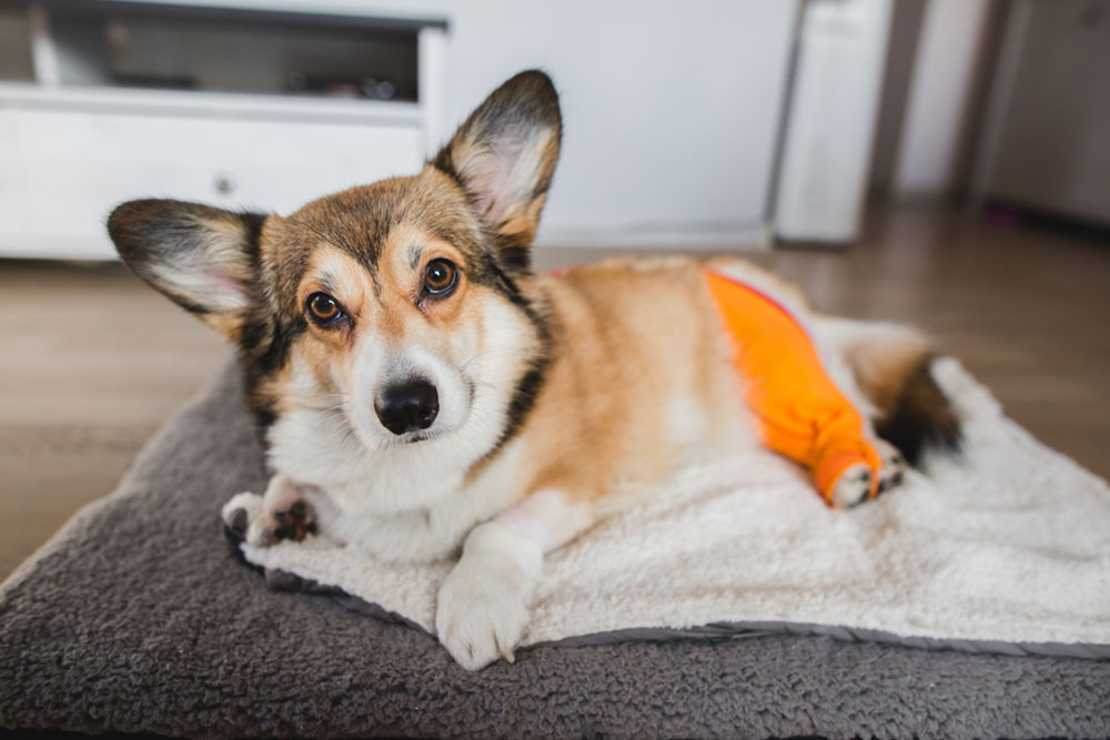 A corgi lying on a soft pet bed indoors, wearing a bright orange bandage or protective sleeve on its hind leg, looking up at the camera.