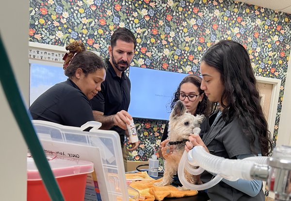 Flora Family Vet team members during a dental procedure