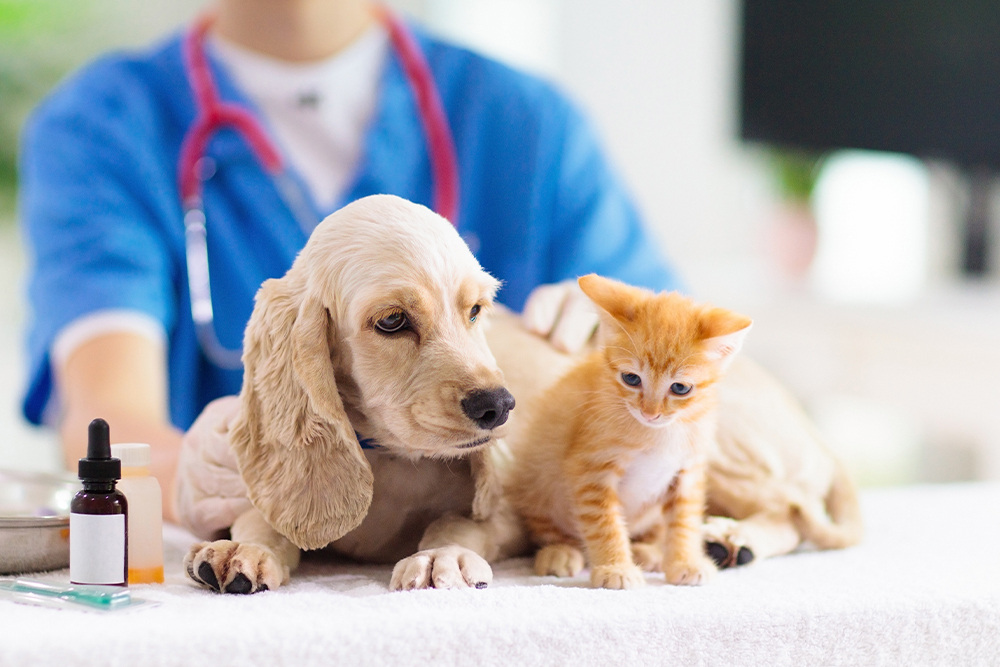 Puppy and kitten lying on an exam table during a veterinary checkup.