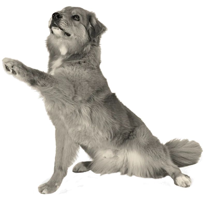 Pet owner and dog at Flora Family Vet - trusted veterinary care in Kissimmee, FL
